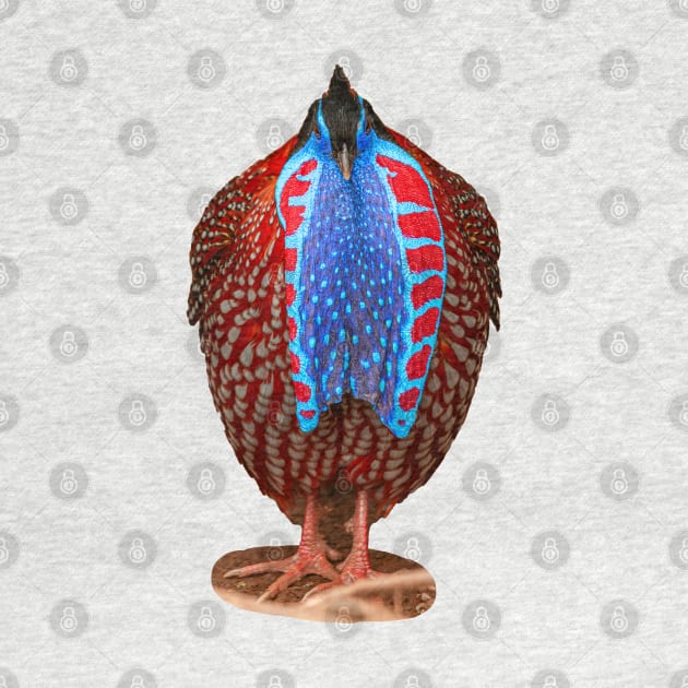 Male Temminck's tragopan in display plumage by dalyndigaital2@gmail.com